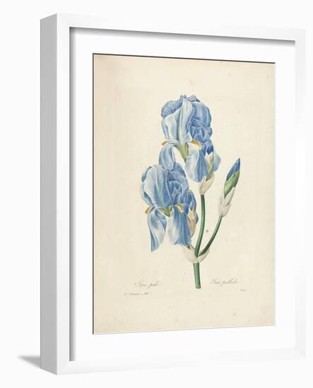 Iris Pallida-Pierre-Joseph Redouté-Framed Giclee Print