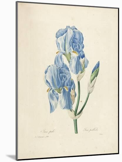 Iris Pallida-Pierre-Joseph Redouté-Mounted Giclee Print