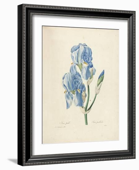 Iris Pallida-Pierre-Joseph Redouté-Framed Giclee Print