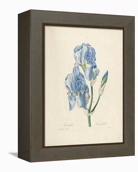 Iris Pallida-Pierre-Joseph Redouté-Framed Premier Image Canvas