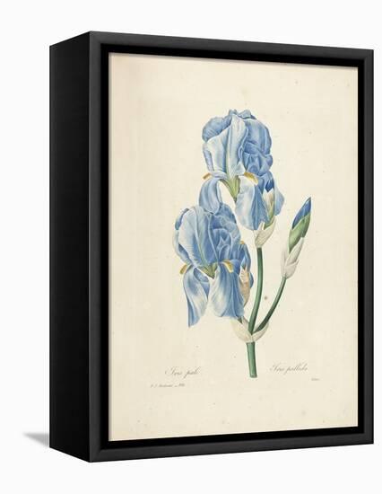 Iris Pallida-Pierre-Joseph Redouté-Framed Premier Image Canvas