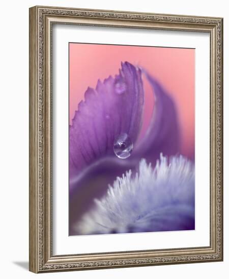 Iris Petal Close-up-Nancy Rotenberg-Framed Photographic Print