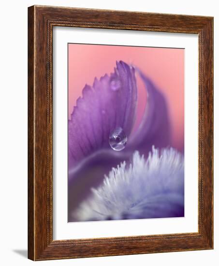 Iris Petal Close-up-Nancy Rotenberg-Framed Photographic Print