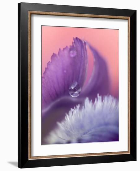 Iris Petal Close-up-Nancy Rotenberg-Framed Photographic Print