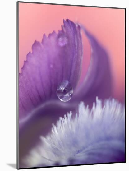 Iris Petal Close-up-Nancy Rotenberg-Mounted Photographic Print