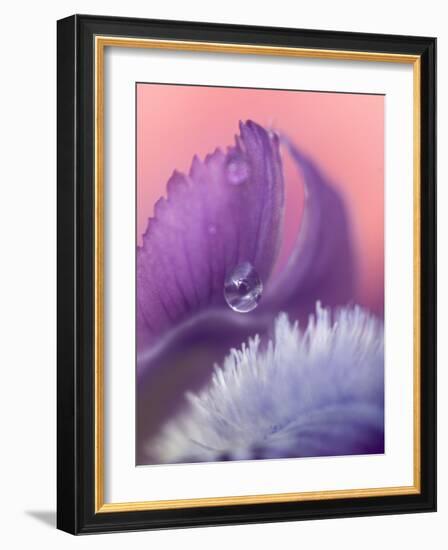 Iris Petal Close-up-Nancy Rotenberg-Framed Photographic Print