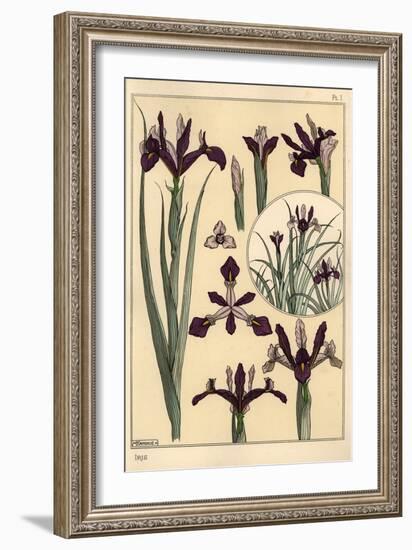 Iris Plant and Flower Parts, with Inset, 1897 (Lithograph)-Eugene Grasset-Framed Giclee Print