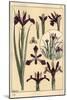 Iris Plant and Flower Parts, with Inset, 1897 (Lithograph)-Eugene Grasset-Mounted Giclee Print