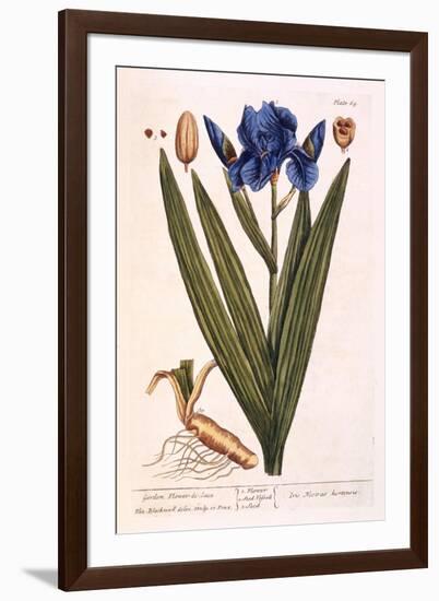 Iris, Plate 69 from 'A Curious Herbal', Published 1782-Elizabeth Blackwell-Framed Giclee Print