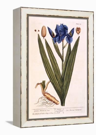 Iris, Plate 69 from 'A Curious Herbal', Published 1782-Elizabeth Blackwell-Framed Premier Image Canvas