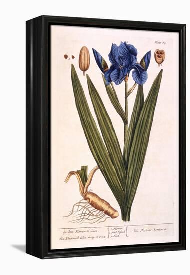 Iris, Plate 69 from 'A Curious Herbal', Published 1782-Elizabeth Blackwell-Framed Premier Image Canvas