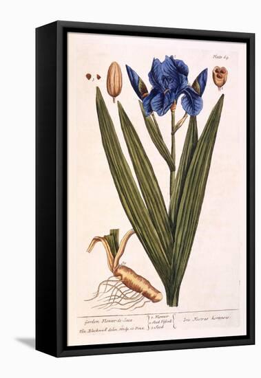 Iris, Plate 69 from 'A Curious Herbal', Published 1782-Elizabeth Blackwell-Framed Premier Image Canvas