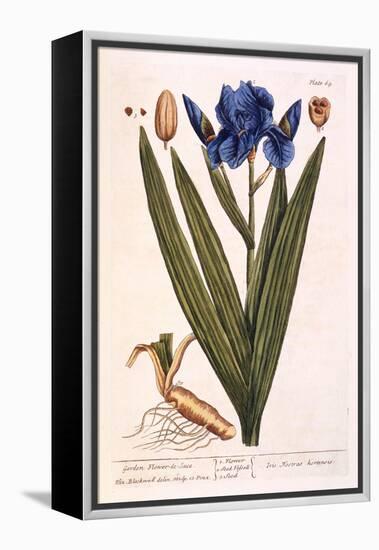 Iris, Plate 69 from 'A Curious Herbal', Published 1782-Elizabeth Blackwell-Framed Premier Image Canvas