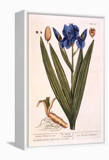 Iris, Plate 69 from 'A Curious Herbal', Published 1782-Elizabeth Blackwell-Framed Premier Image Canvas