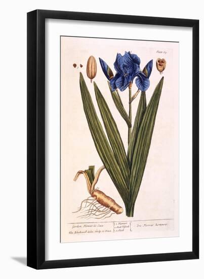 Iris, Plate 69 from 'A Curious Herbal', Published 1782-Elizabeth Blackwell-Framed Giclee Print