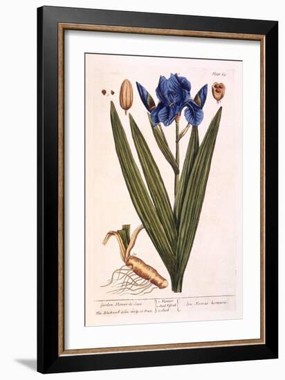 Iris, Plate 69 from 'A Curious Herbal', Published 1782-Elizabeth Blackwell-Framed Giclee Print