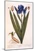 Iris, Plate 69 from 'A Curious Herbal', Published 1782-Elizabeth Blackwell-Mounted Giclee Print