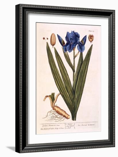 Iris, Plate 69 from 'A Curious Herbal', Published 1782-Elizabeth Blackwell-Framed Giclee Print