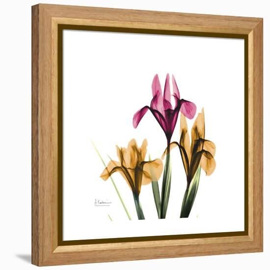 Iris Portrait-Albert Koetsier-Framed Stretched Canvas