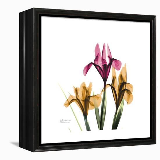 Iris Portrait-Albert Koetsier-Framed Stretched Canvas