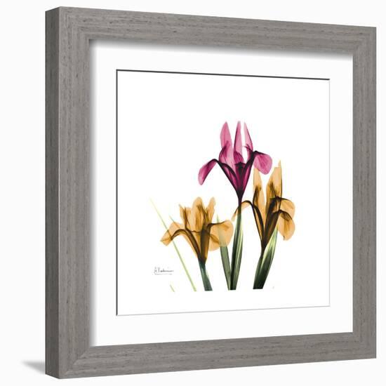 Iris Portrait-Albert Koetsier-Framed Art Print