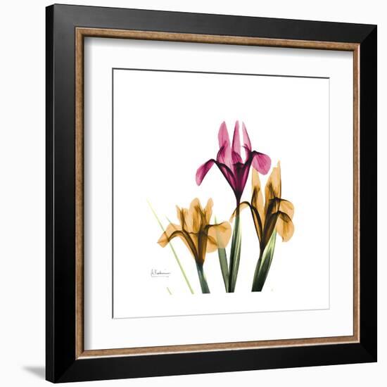 Iris Portrait-Albert Koetsier-Framed Art Print