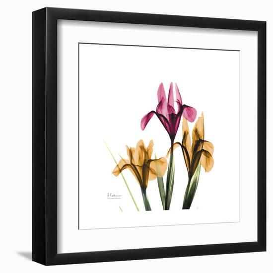 Iris Portrait-Albert Koetsier-Framed Art Print