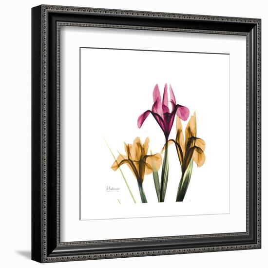 Iris Portrait-Albert Koetsier-Framed Art Print