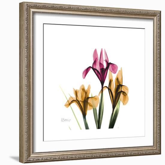 Iris Portrait-Albert Koetsier-Framed Art Print