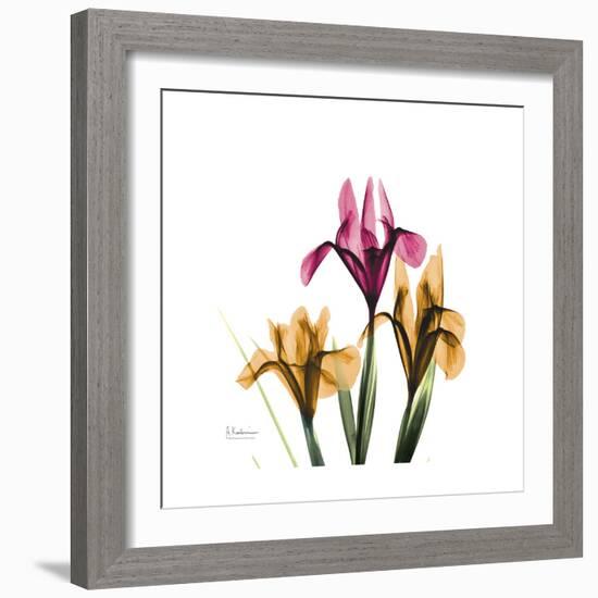 Iris Portrait-Albert Koetsier-Framed Art Print