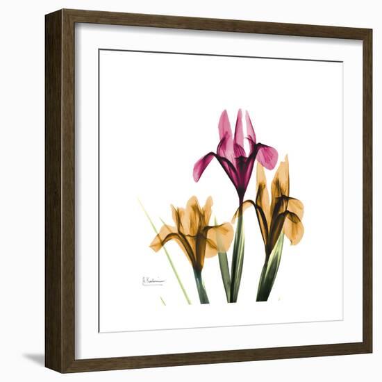 Iris Portrait-Albert Koetsier-Framed Art Print