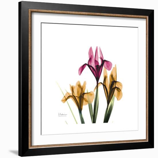 Iris Portrait-Albert Koetsier-Framed Art Print