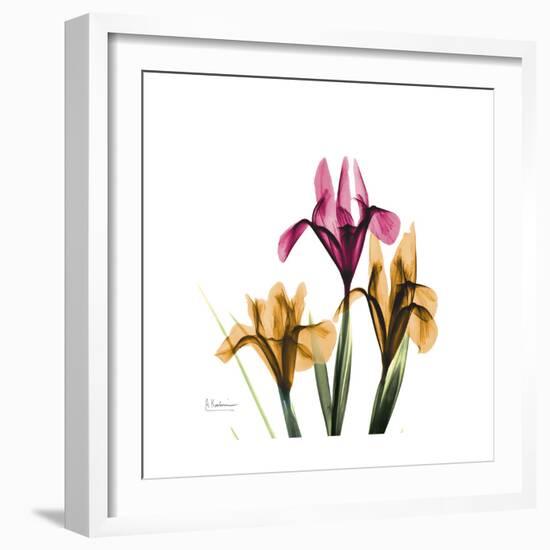 Iris Portrait-Albert Koetsier-Framed Art Print