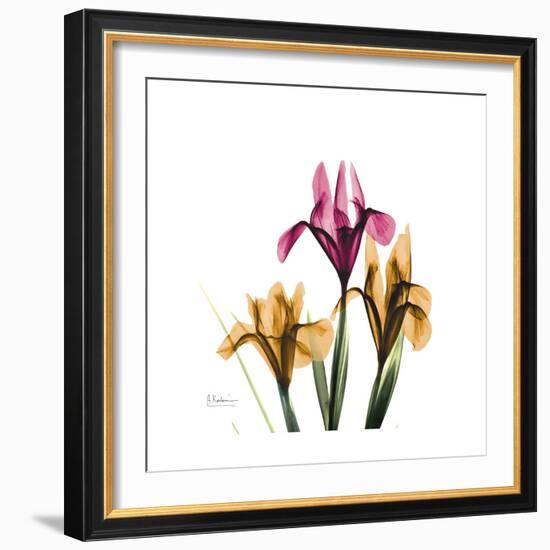 Iris Portrait-Albert Koetsier-Framed Art Print