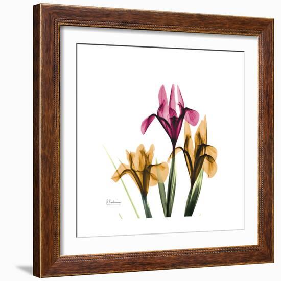 Iris Portrait-Albert Koetsier-Framed Premium Giclee Print