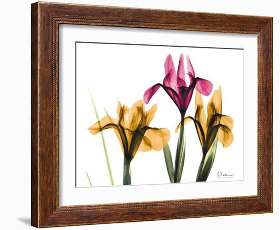 Iris Portrait-Albert Koetsier-Framed Art Print