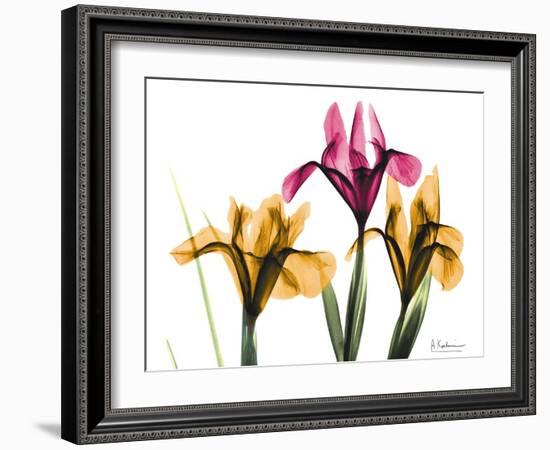 Iris Portrait-Albert Koetsier-Framed Art Print