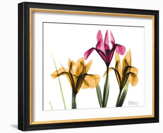 Iris Portrait-Albert Koetsier-Framed Art Print