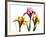 Iris Portrait-Albert Koetsier-Framed Premium Giclee Print