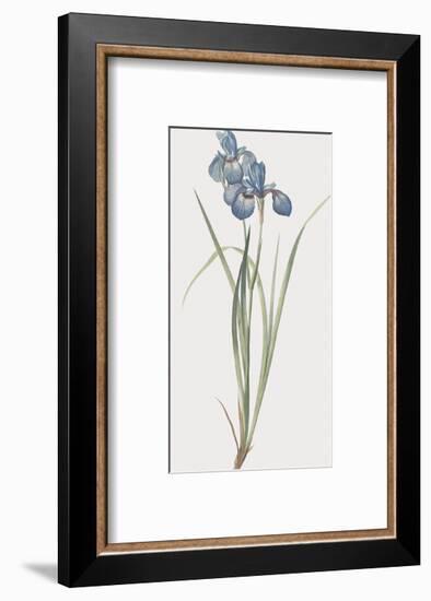Iris Pratensis-Pierre Joseph Redoute-Framed Giclee Print