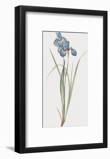 Iris Pratensis-Pierre Joseph Redoute-Framed Giclee Print
