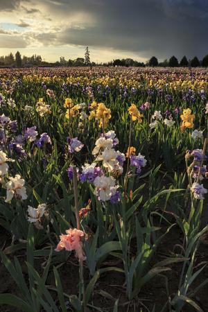 Iris Production Field At Sunset Schreiner S Iris Gardens Keizer Oregon Usa Photographic Print Rick A Brown Art Com Iris Production Field At Sunset Schreiner S Iris Gardens Keizer Oregon Usa Photographic Print Rick A Brown Art Com