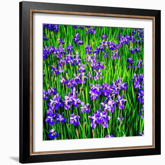 Iris Profusion-Alan Hausenflock-Framed Photo