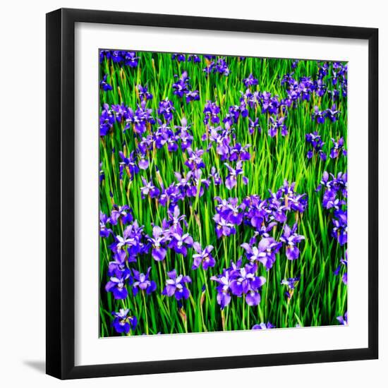 Iris Profusion-Alan Hausenflock-Framed Photo