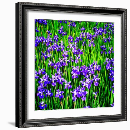 Iris Profusion-Alan Hausenflock-Framed Photo