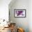 Iris Rising-Harold Davis-Framed Giclee Print displayed on a wall