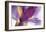 Iris Rising-Harold Davis-Framed Giclee Print