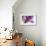 Iris Rising-Harold Davis-Framed Giclee Print displayed on a wall