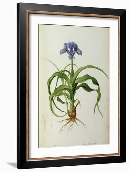 Iris Scorpioides, from `Les Liliacees', 1805-Pierre Joseph Redoute-Framed Giclee Print