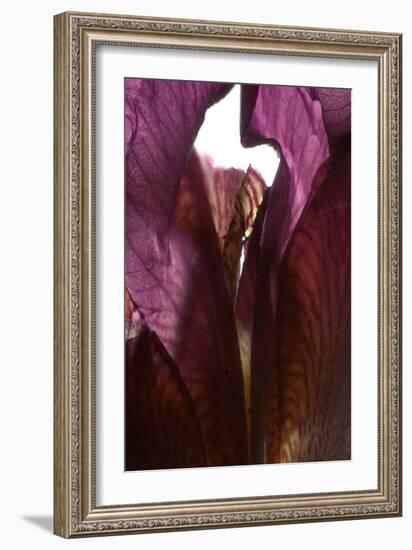 Iris Shrine Purple, 2011-Julia McLemore-Framed Photographic Print